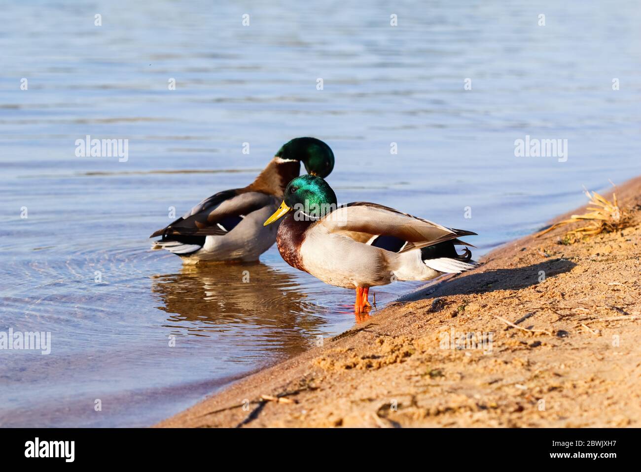Two Drake, Mallard ducks (Anas platyrhynchos) on the bank of the lake Stock Photo