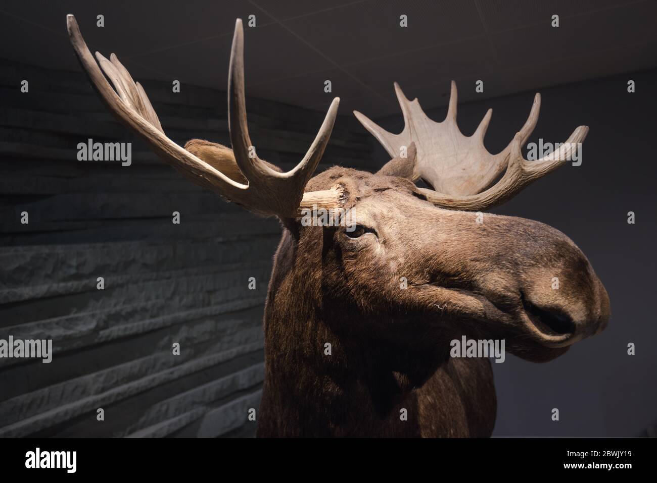 stuffed moose head Stock Photo - Alamy