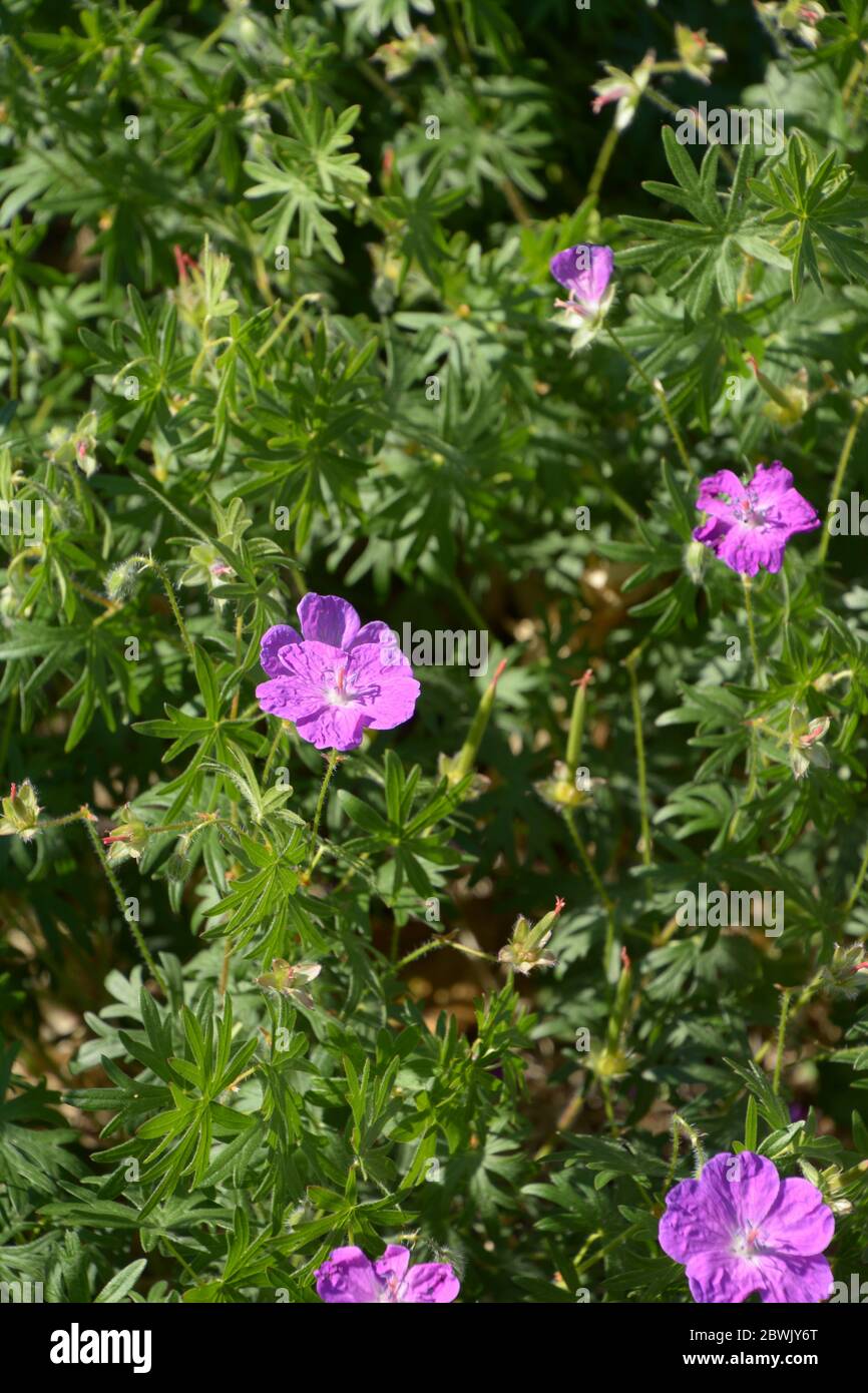 bloody geranium purple blooming on the meadow lit by summer sun Stock Photo