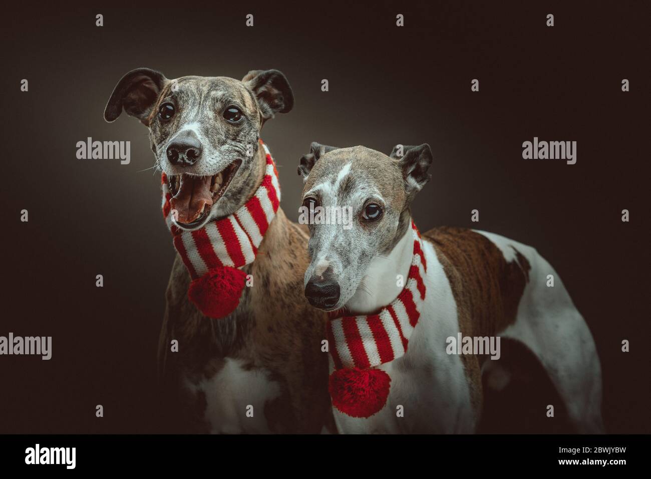 Two Whippets dressed up for Christmas. Studio shot. Moody dark lighting, dark background. Stock Photo