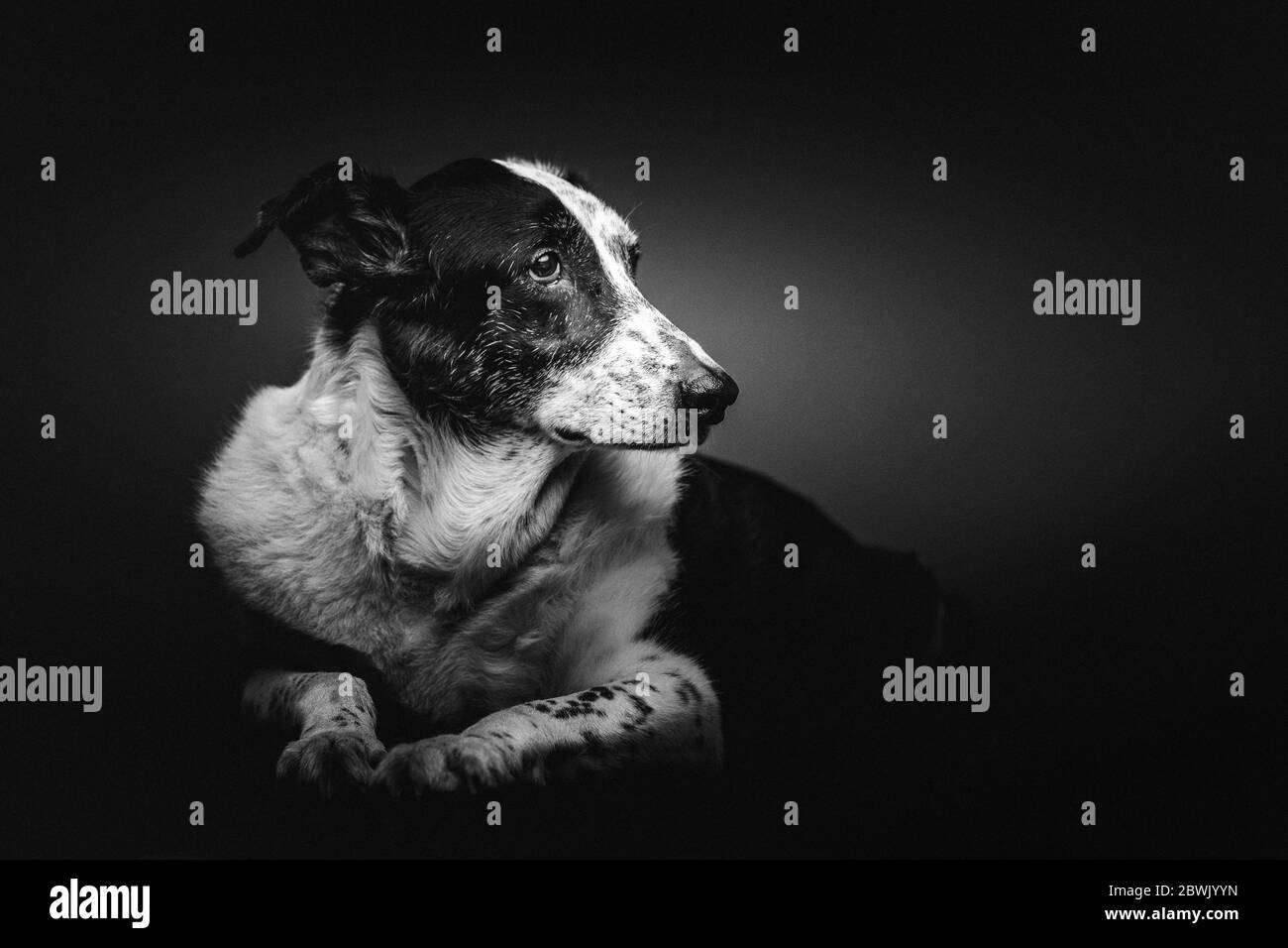 Old sad mixed-breed dog. Studio shot. Moody dark lighting, dark background. Stock Photo