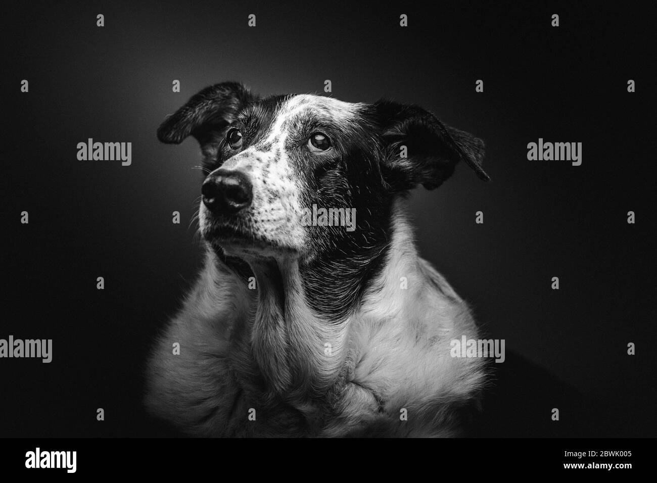 Old sad mixed-breed dog. Studio shot. Moody dark lighting, dark background. Stock Photo