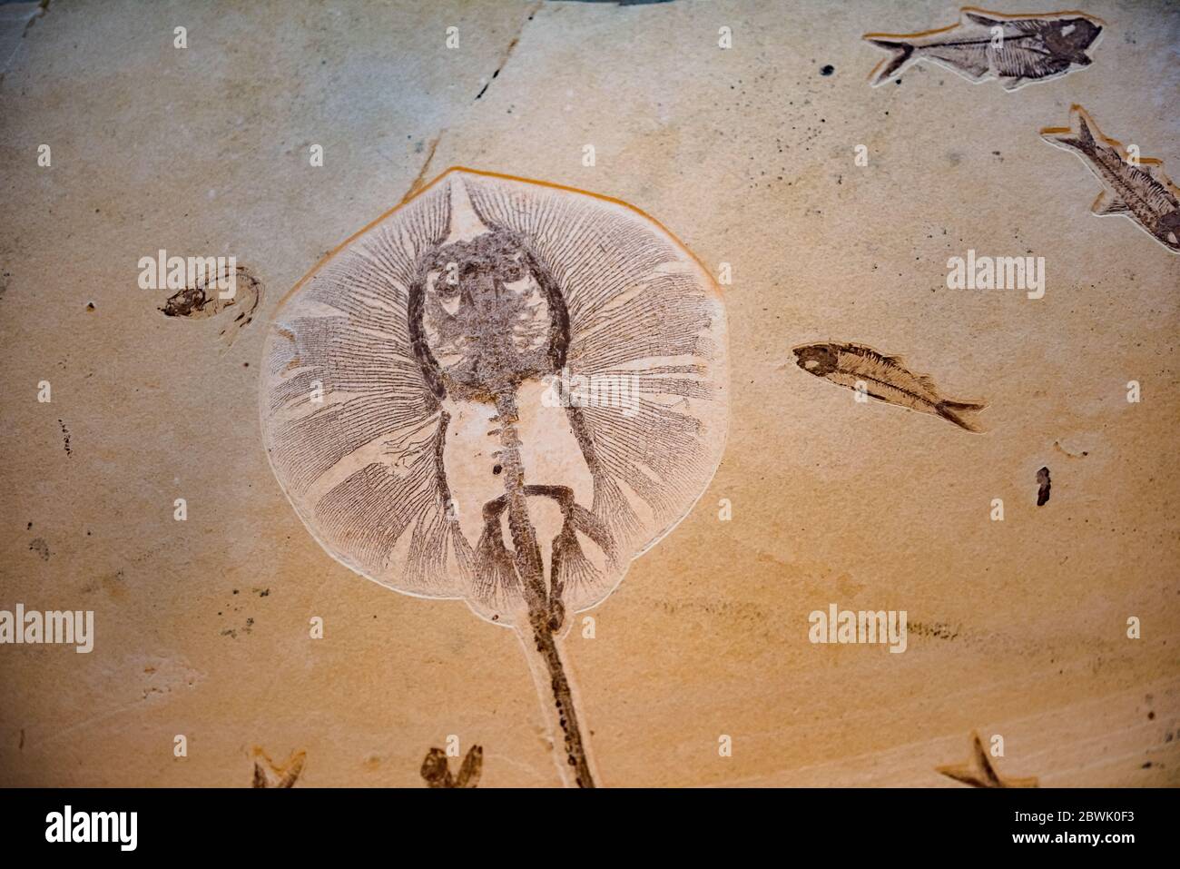 Ammonite Fossil Cretaceous Period High Resolution Stock Photography and ...