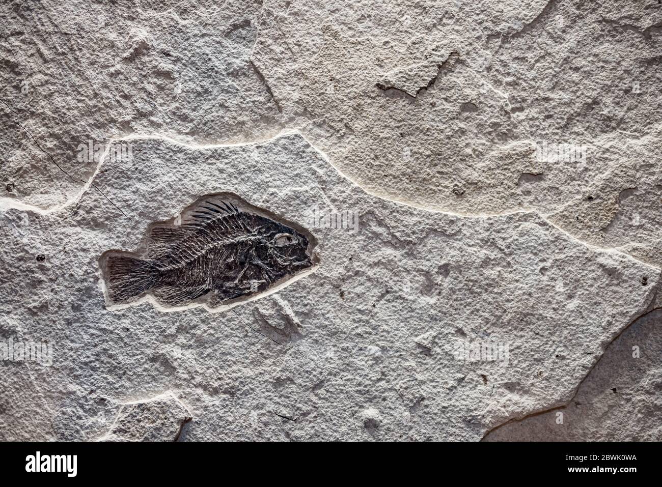 fossil fish in stone Stock Photo