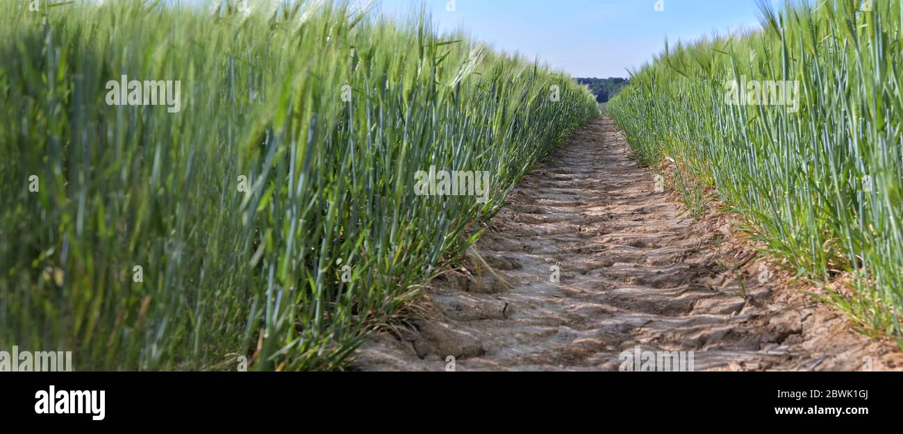 Crossing wheat hi-res stock photography and images - Alamy
