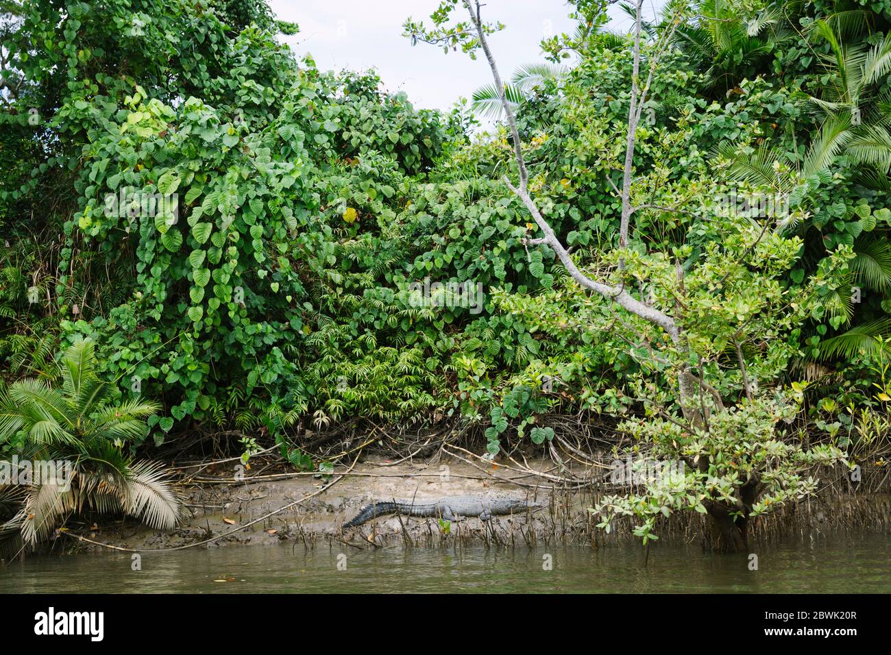 A salt water crocodile rests on the shore of the Daintree River in Far North Queensland, Australia Stock Photo