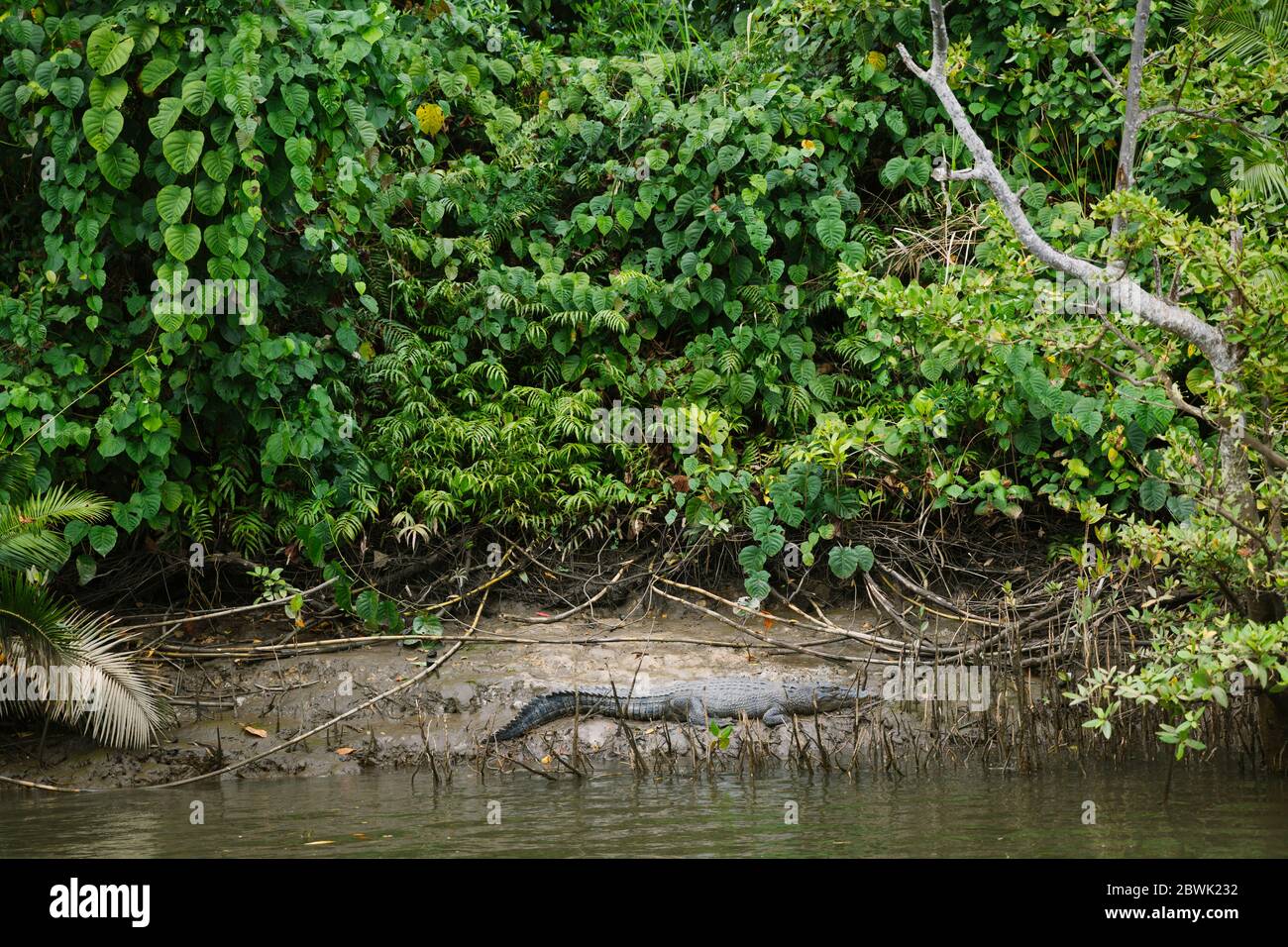 A salt water crocodile rests on the shore of the Daintree River in Far North Queensland, Australia Stock Photo