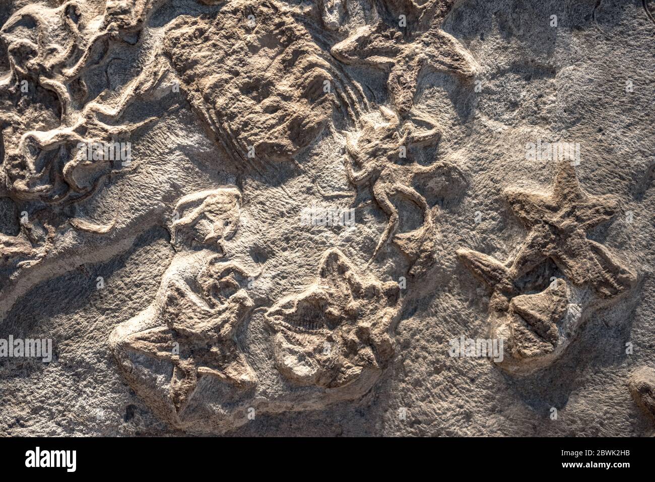 Fossil of ancient reptile in rock Stock Photo Alamy