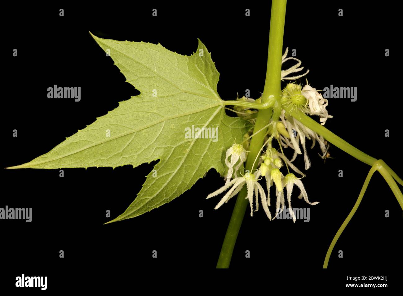 Wild Cucumber (Echinocystis lobata). Leaf and Inflorescence Closeup Stock Photo