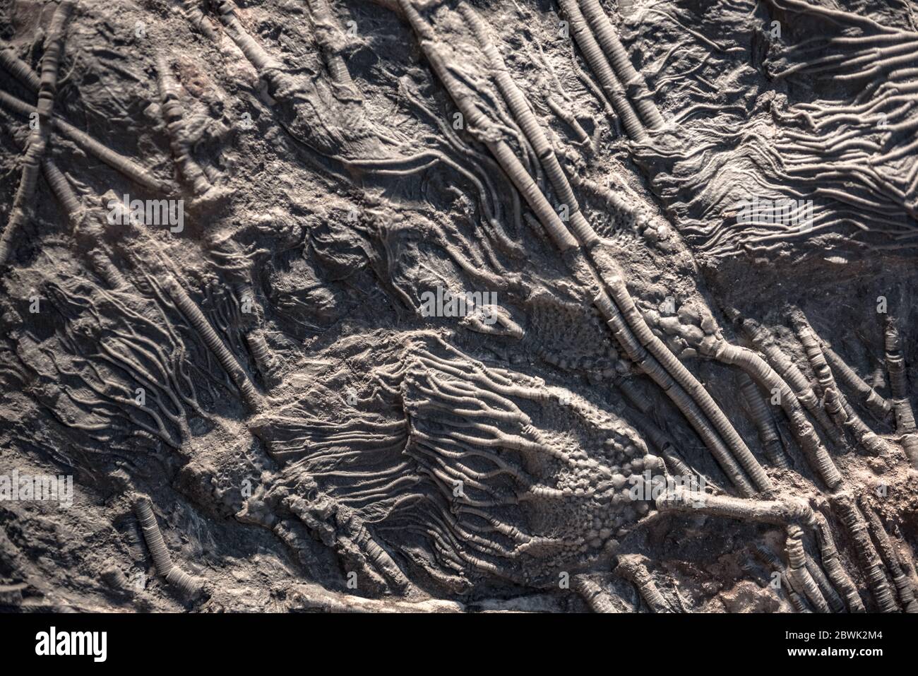 Sea lily fossil hi-res stock photography and images - Alamy