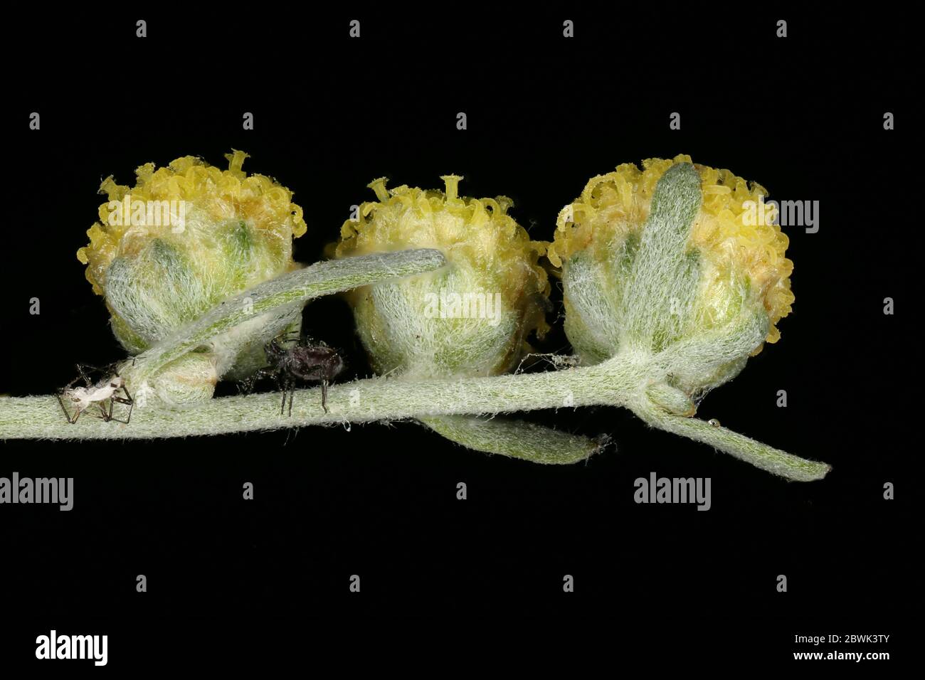 Wormwood (Artemisia absinthium). Capitula Closeup Stock Photo