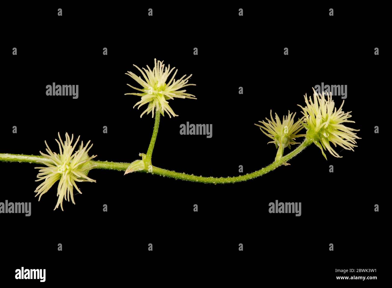 Hop (Humulus lupulus). Female Inflorescence Closeup Stock Photo - Alamy