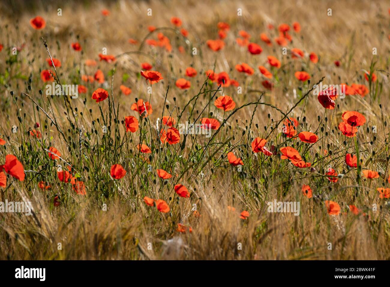 Wild flowers auvergne france hi-res stock photography and images - Alamy