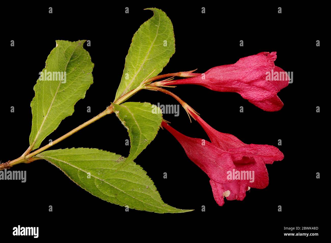Early-Flowering Weigela (Weigela praecox). Inflorescence Closeup Stock Photo