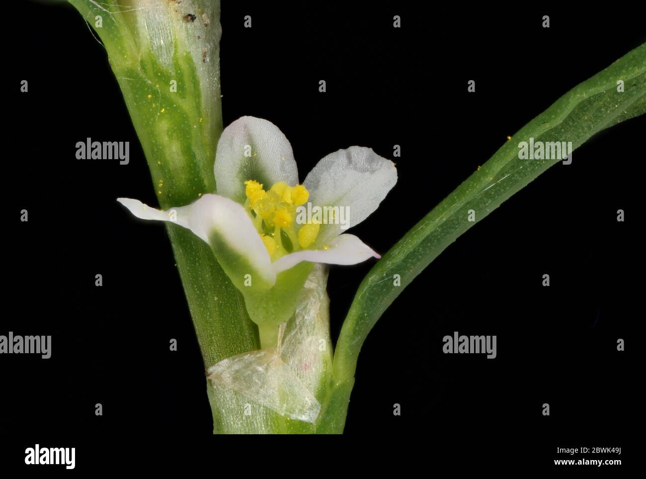 Common Knotgrass (Polygonum aviculare). Flowers Closeup Stock Photo