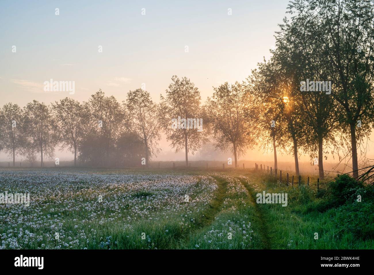 Misty sunrise through a line of trees next to the river cherwell in spring. Somerton, Oxfordshire, England Stock Photo