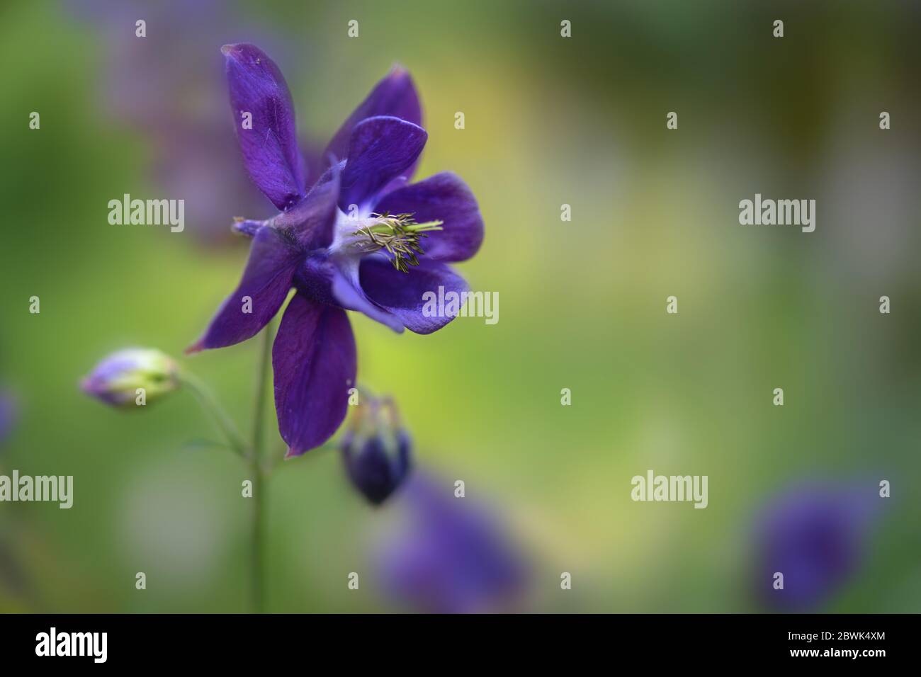 Blue purple flower of European columbine (Aquilegia vulgaris) blooming in the garden, green background with copy space, selected focus, narrow depth o Stock Photo