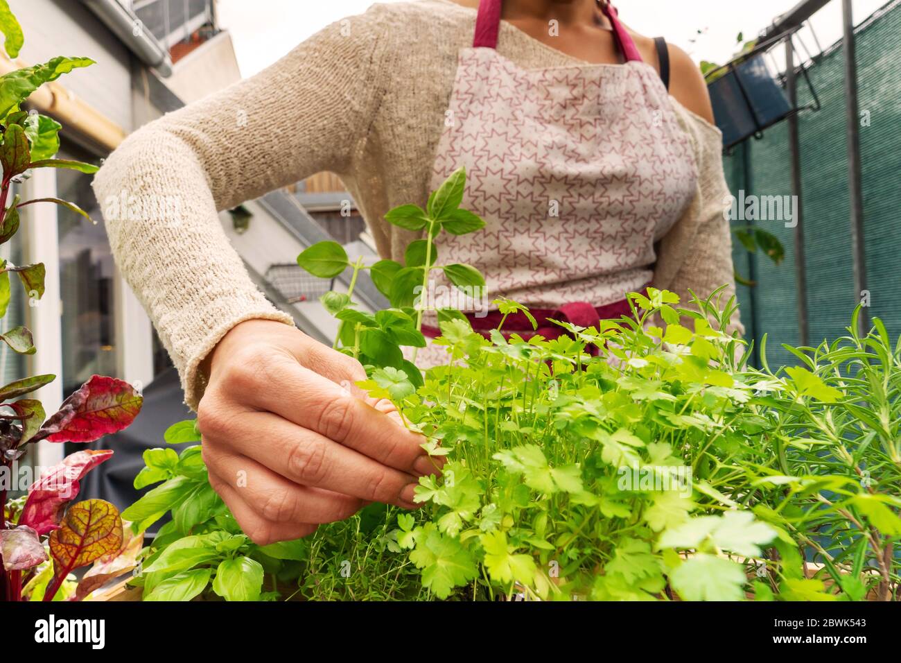 Caucasian woman picking up some aromatic herbs from her garden at the balcony Stock Photo