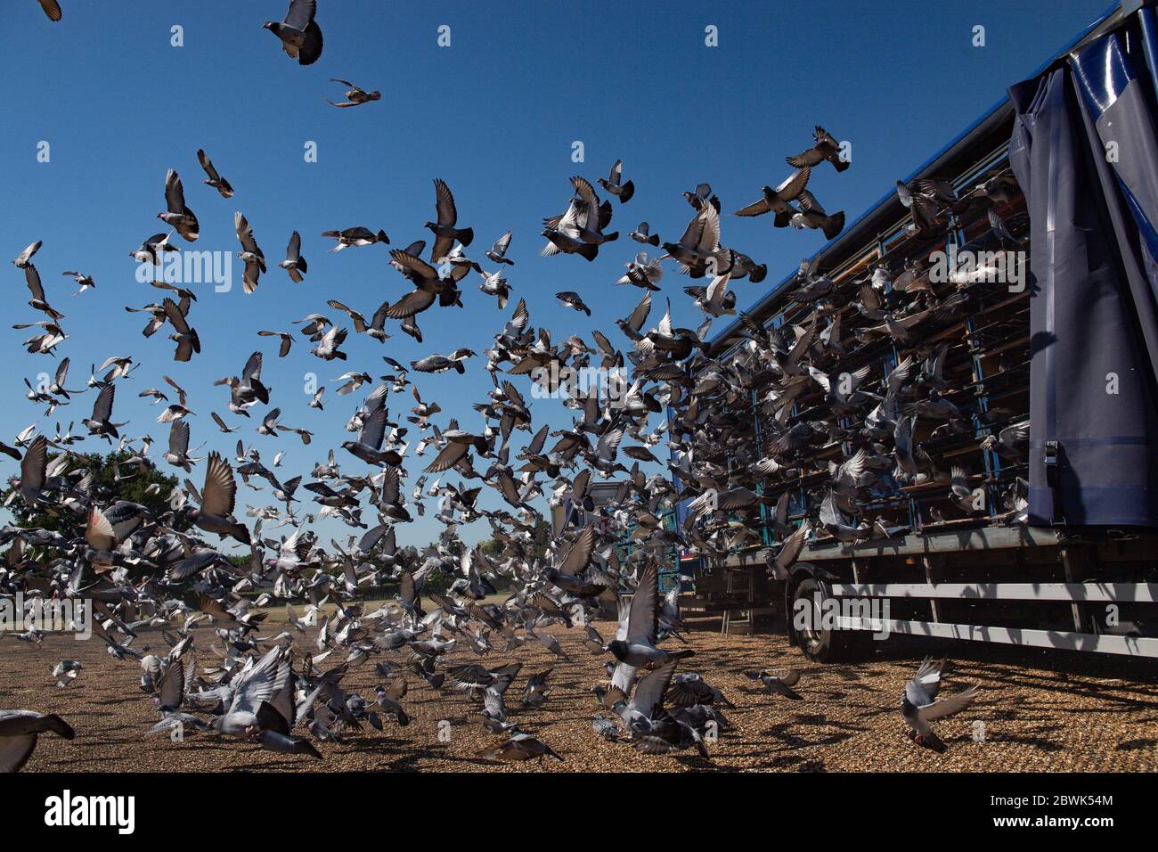 4,465 pigeons belonging to members of the Barnsley Federation of Racing Pigeons are released at Wicksteed Park in Kettering, Northamptonshire, as pigeon racing is the first spectator sport to return following the easing of lockdown restrictions in England. Stock Photo