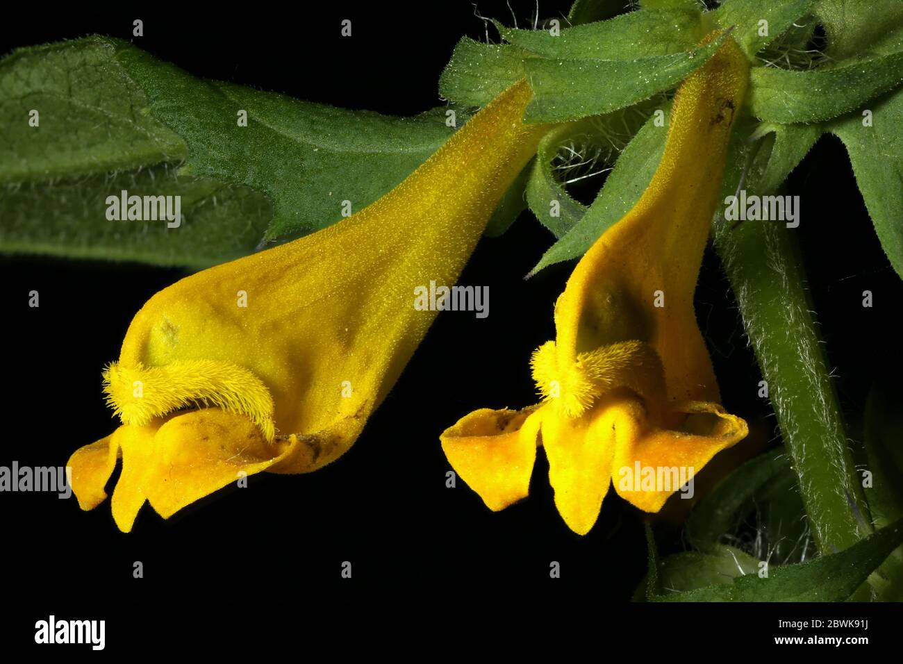 Wood Cow-Wheat (Melampyrum nemorosum). Flowers Closeup Stock Photo