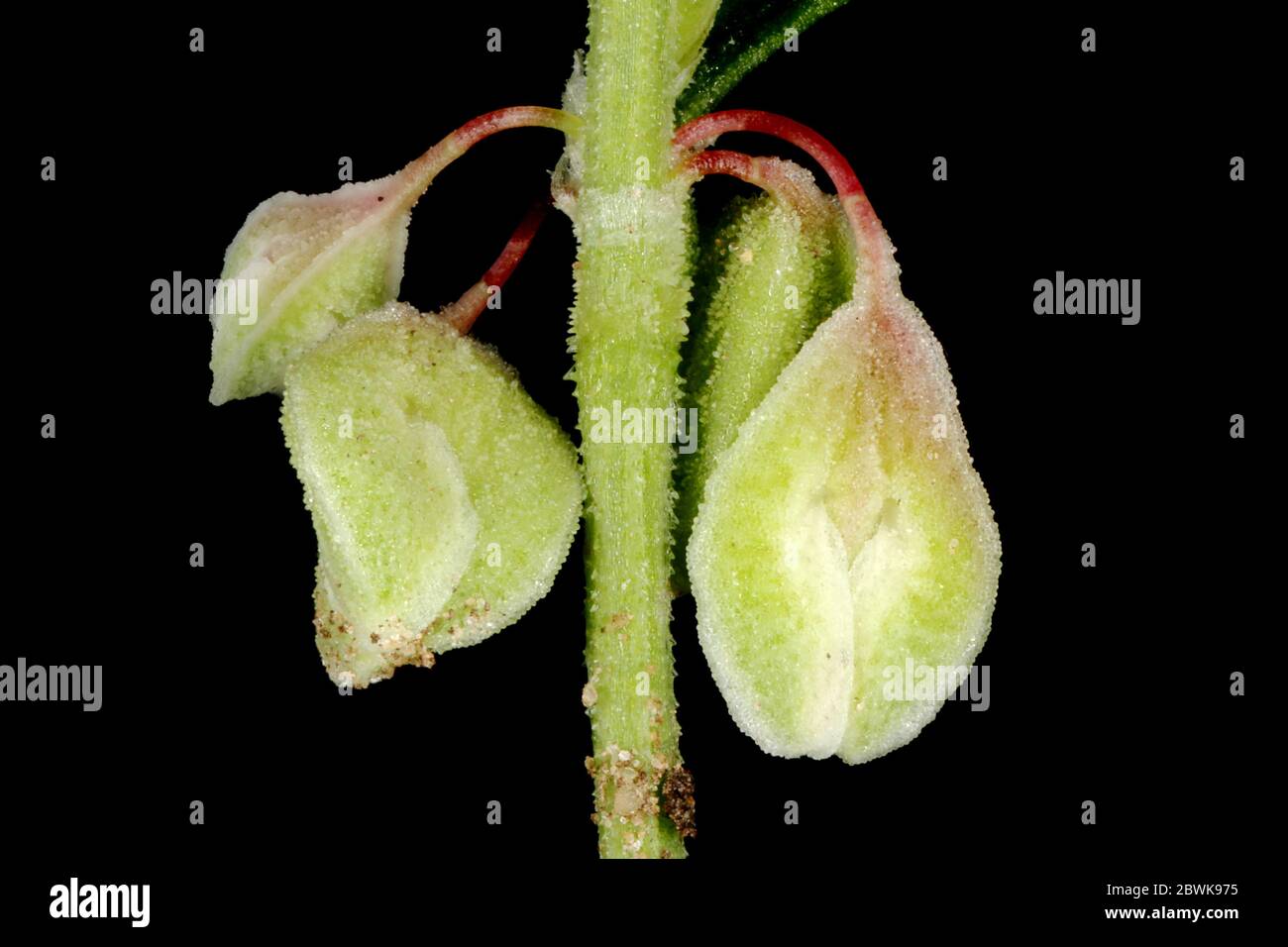 Black Bindweed (Fallopia convolvulus). Fruit Closeup Stock Photo