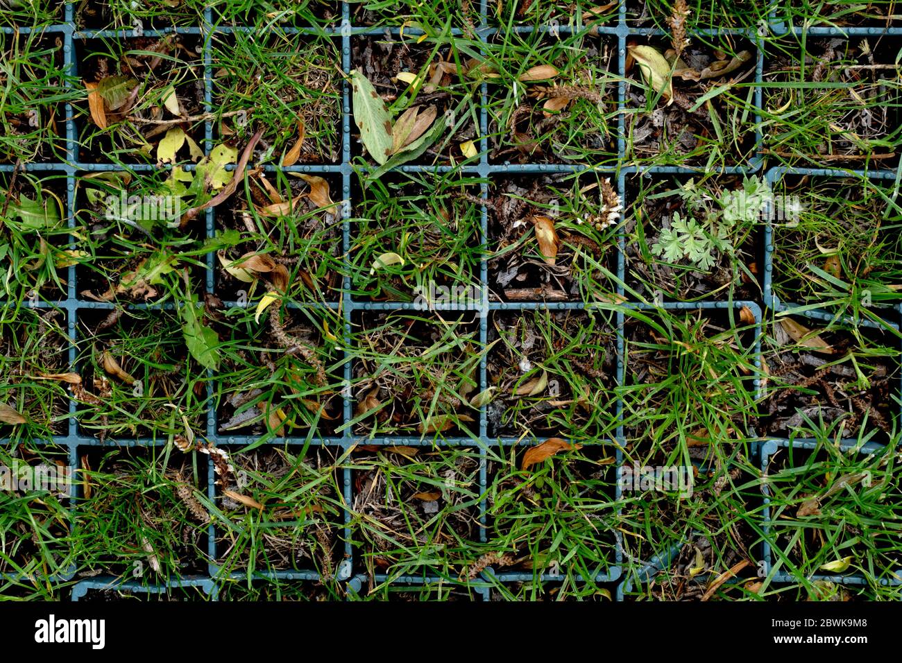 Background from green fresh grass and forest leaves at square cells, Stock Photo