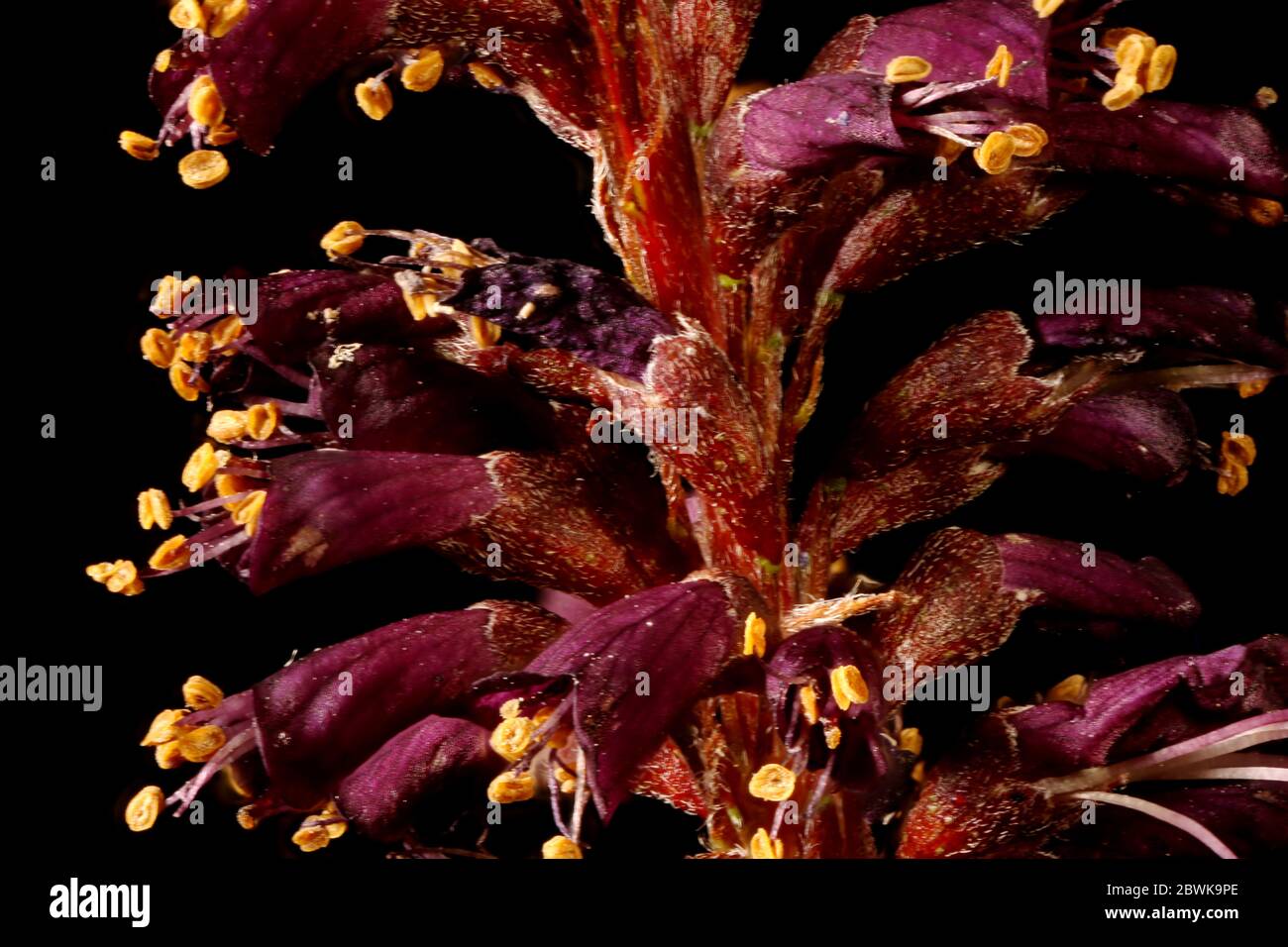 Desert False Indigo (Amorpha fruticosa). Inflorescence Detail Closeup Stock Photo