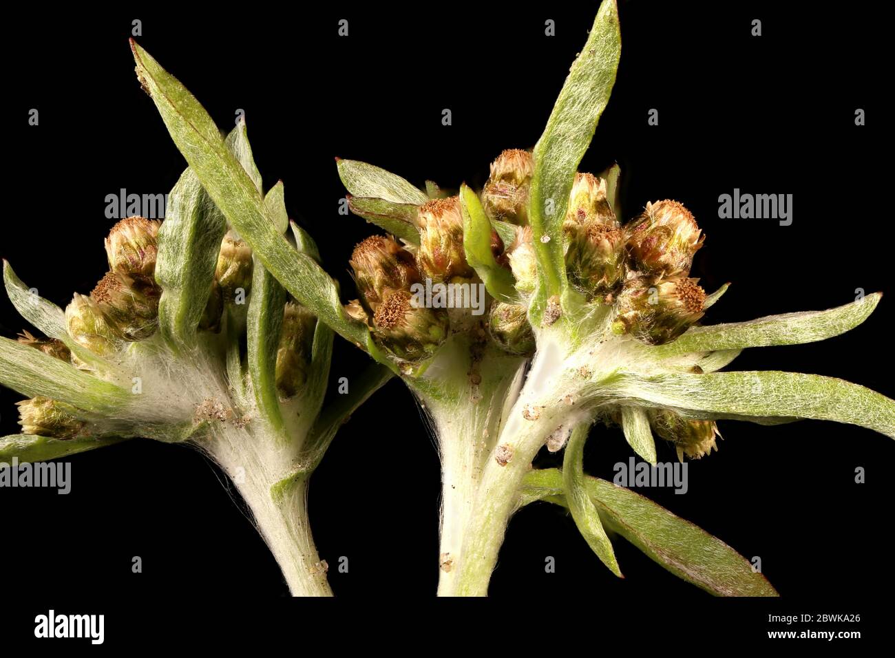 Marsh Cudweed (Gnaphalium uliginosum). Inflorescence Closeup Stock Photo