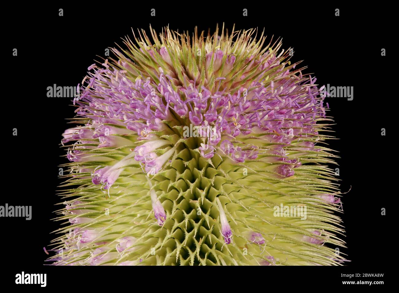 Wild Teasel (Dipsacus fullonum). Inflorescence Detail Closeup Stock Photo