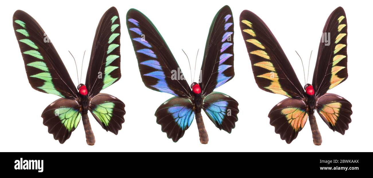 Set of colorful butterflies isolated on a white background Stock Photo ...