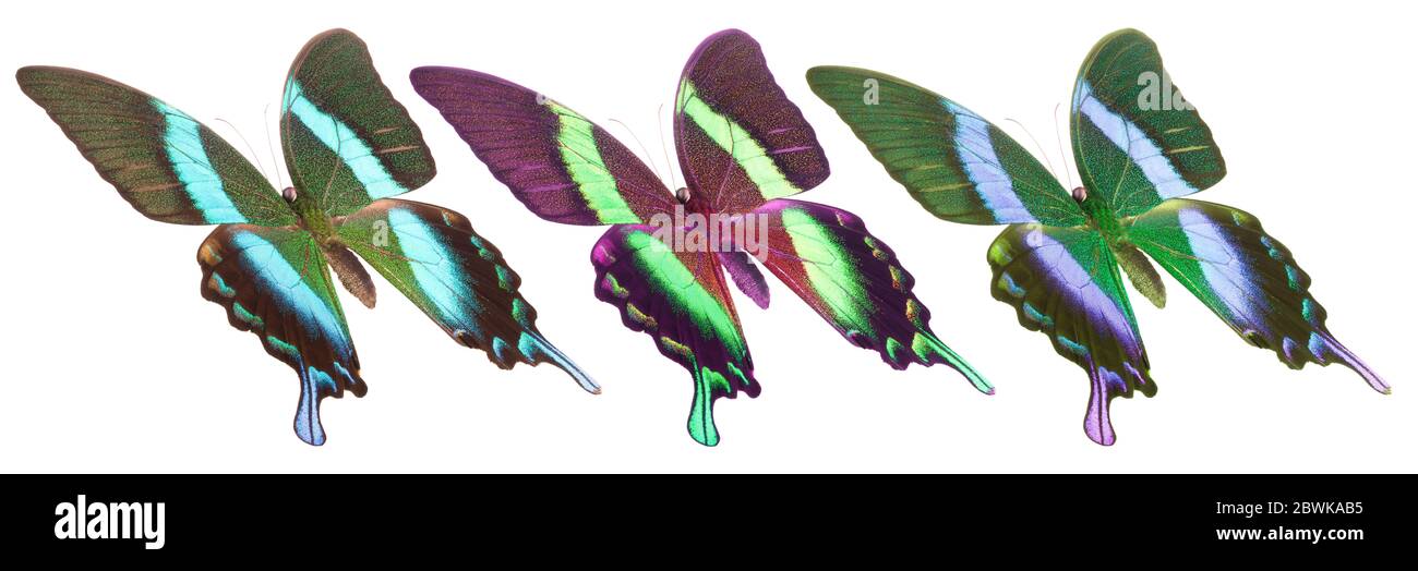 Set of colorful butterflies isolated on a white background Stock Photo ...