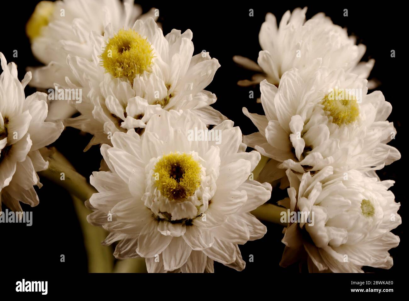 Pearly Everlasting (Anaphalis margaritacea). Inflorescence Closeup Stock Photo