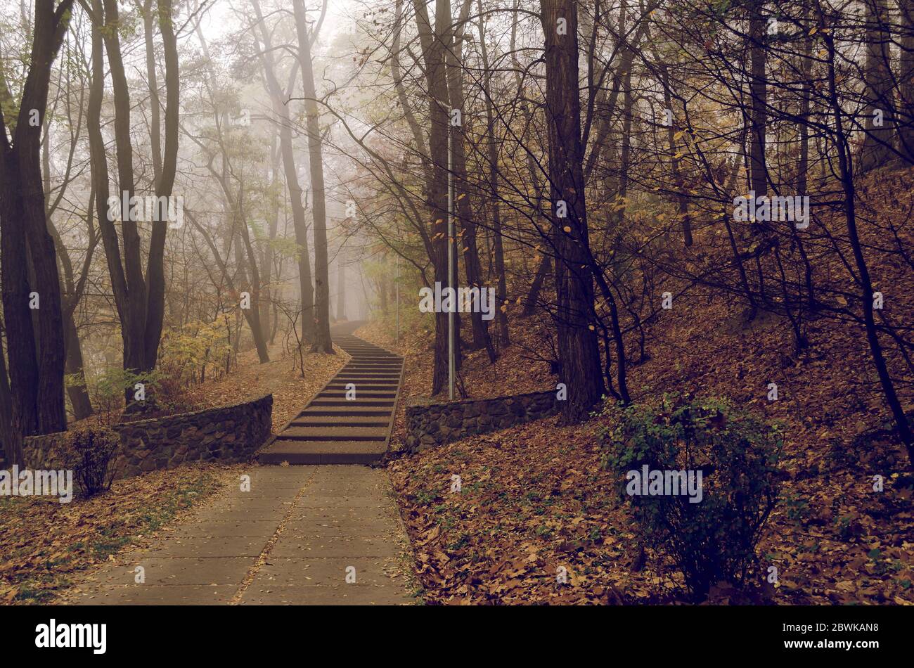 Fantastic Mysterious Foggy Morning in the Autumnal Park. Moody