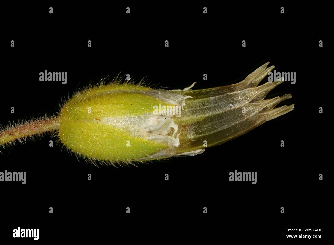 Common Mouse-Ear (Cerastium fontanum). Fruit Closeup Stock Photo