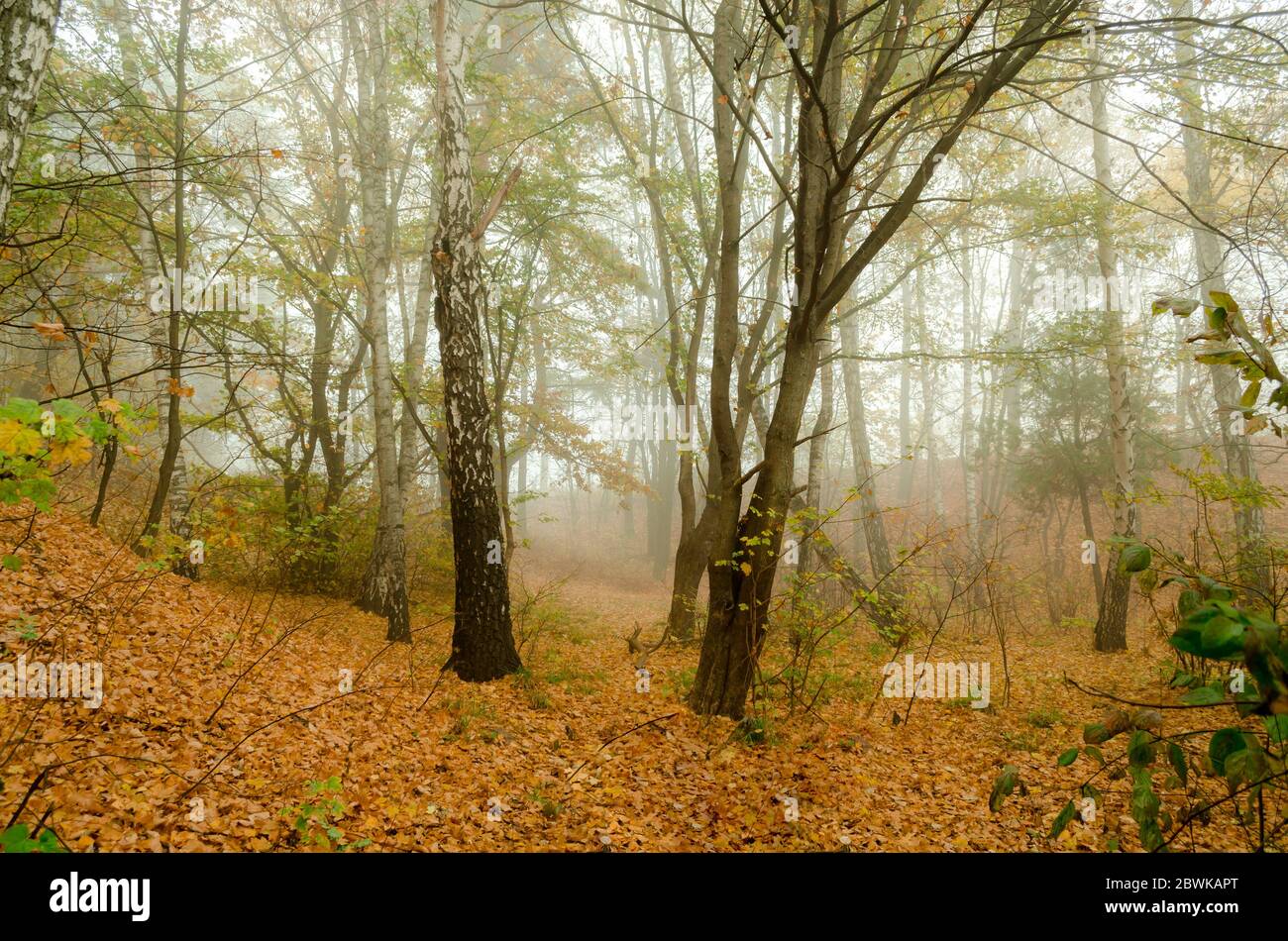Fantastic Mysterious Foggy Morning in the Autumnal Forest. Moody