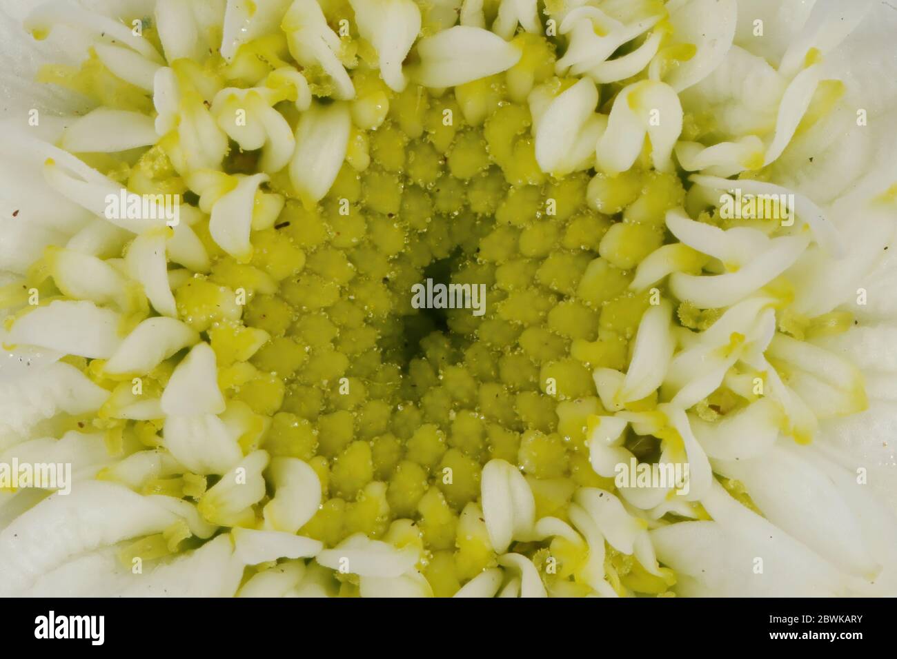 Feverfew (Tanacetum parthenium). Disc Flowers Closeup Stock Photo