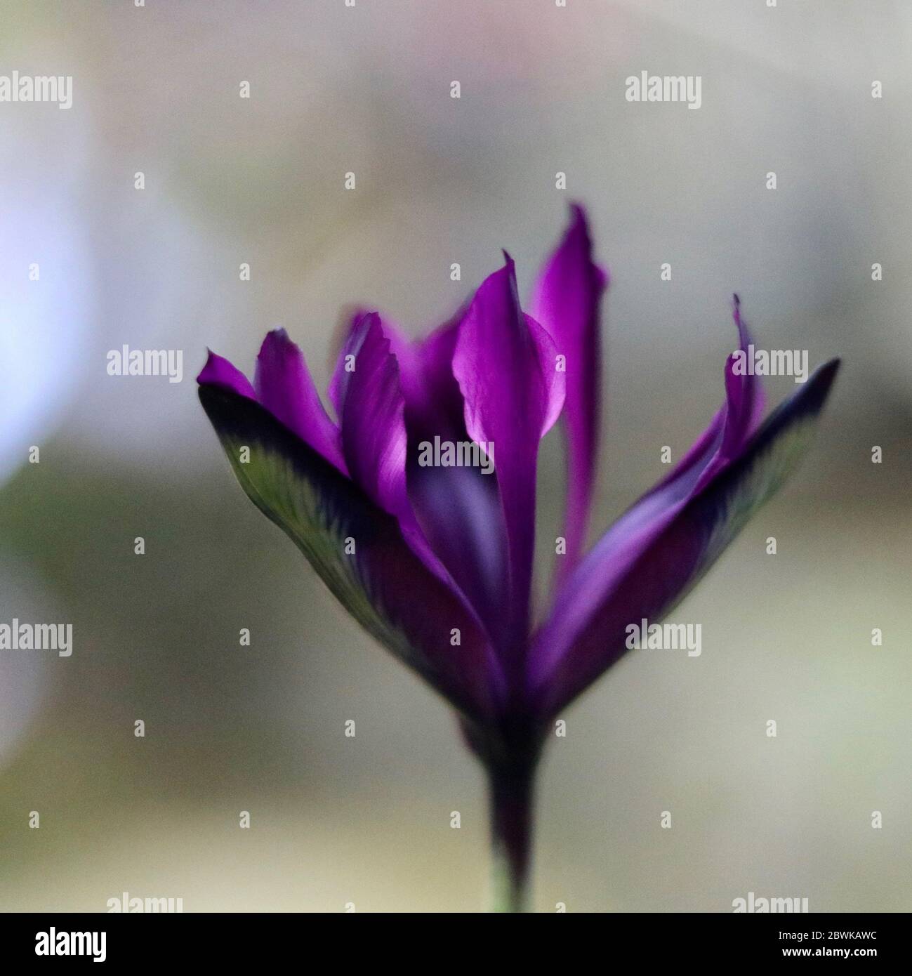 Beautiful softly blurred image of purple iris against grey background Stock Photo