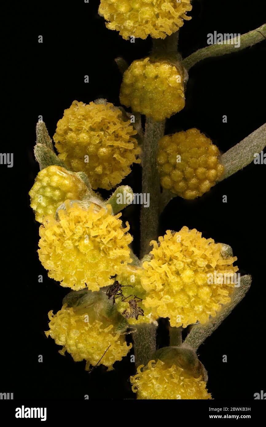 Wormwood (Artemisia absinthium). Capitula Closeup Stock Photo