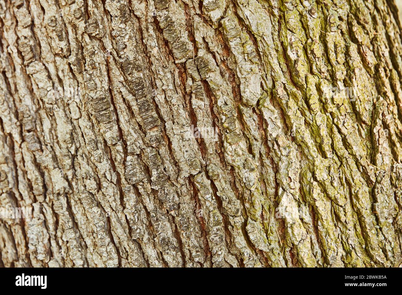 Bark from an old trunk from the tree as a background texture Stock Photo
