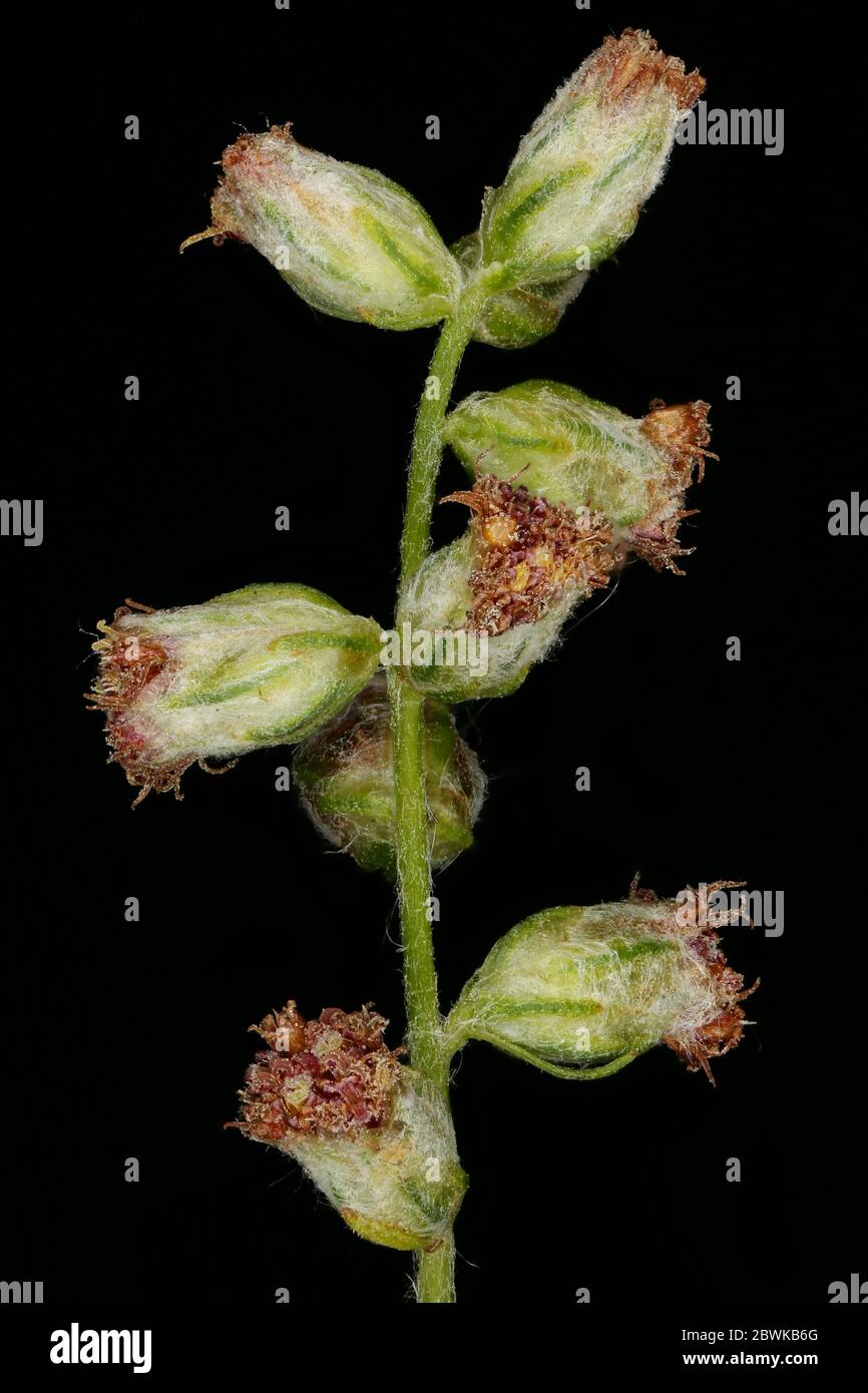 Mugwort (Artemisia vulgaris). Capitula Closeup Stock Photo