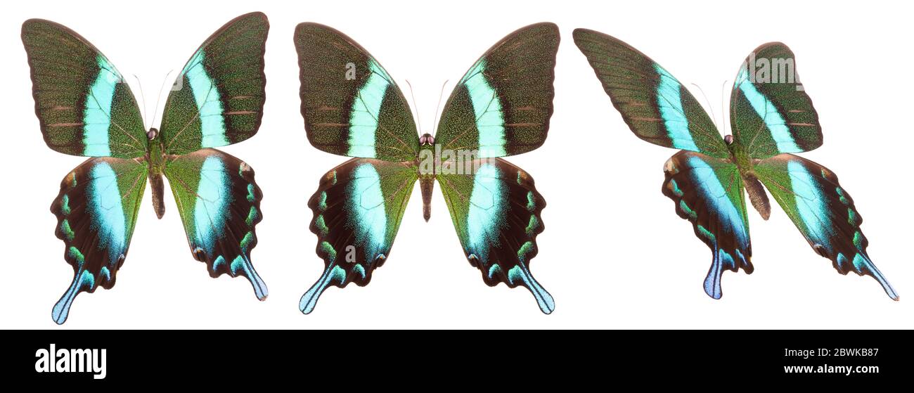 Set of colorful butterflies isolated on a white background Stock Photo ...