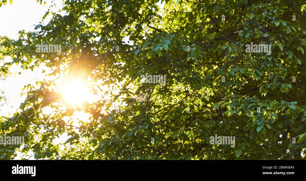 Sun shines through leaves hi-res stock photography and images - Alamy