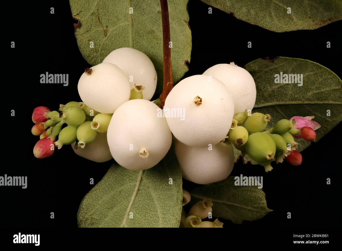 Snowberry (Symphoricarpos albus). Infructescence Closeup Stock Photo