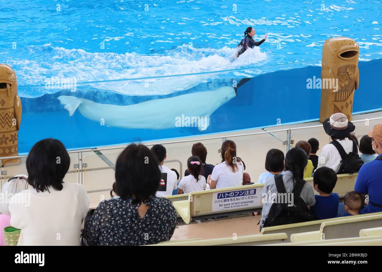 Yokohama Japan 2nd June 2020 People Enjoy Performance Of A Beluga With An Animal Trainer At The Hakkeijima Sea Paradise Aquarium In Yokohama Suburban Tokyo On Tuesday June 2 2020 Japanese Government