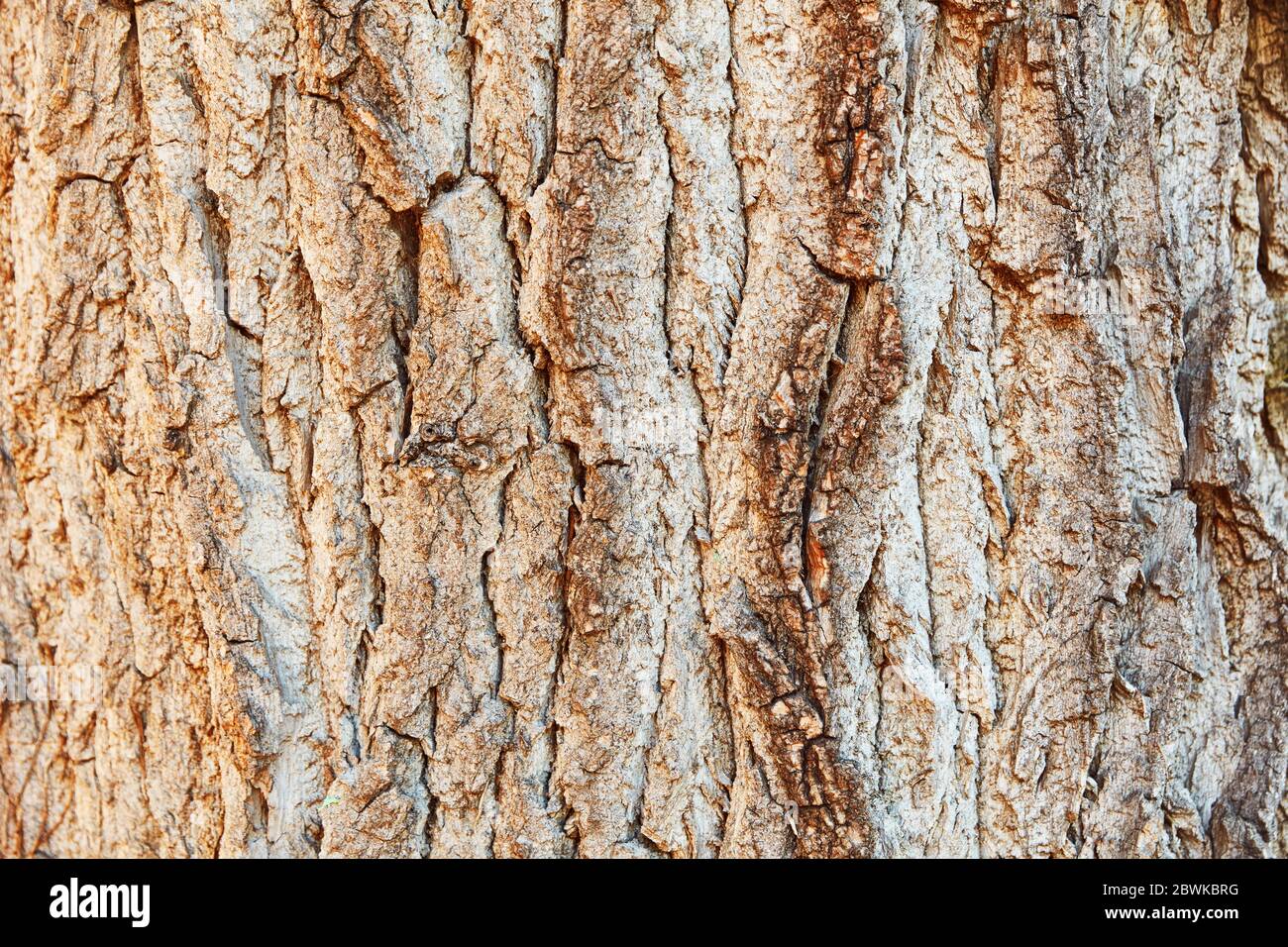 Brown old tree trunk bark as wood background texture pattern Stock ...