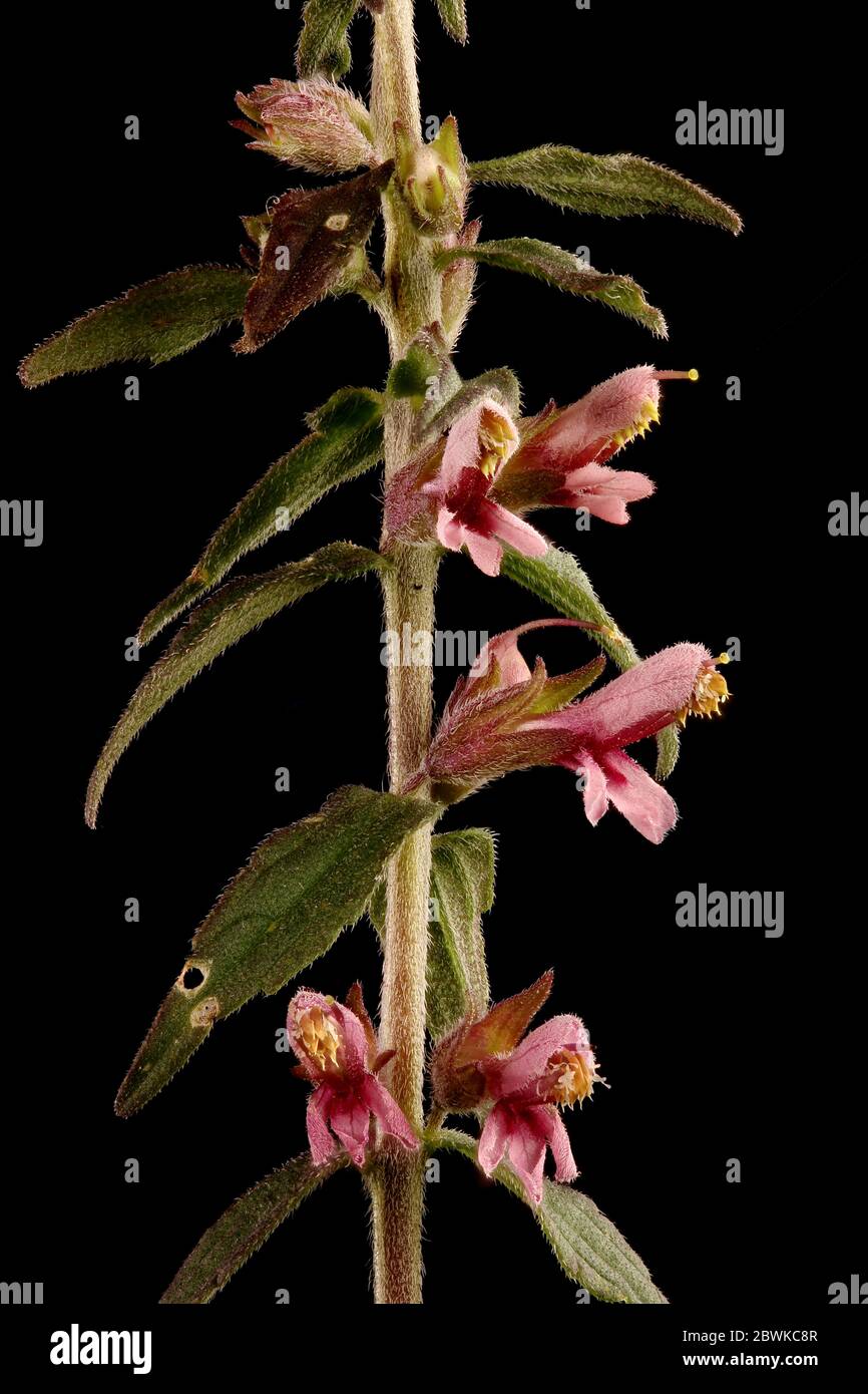 Red Bartsia (Odontites vulgaris). Inflorescence Detail Closeup Stock Photo