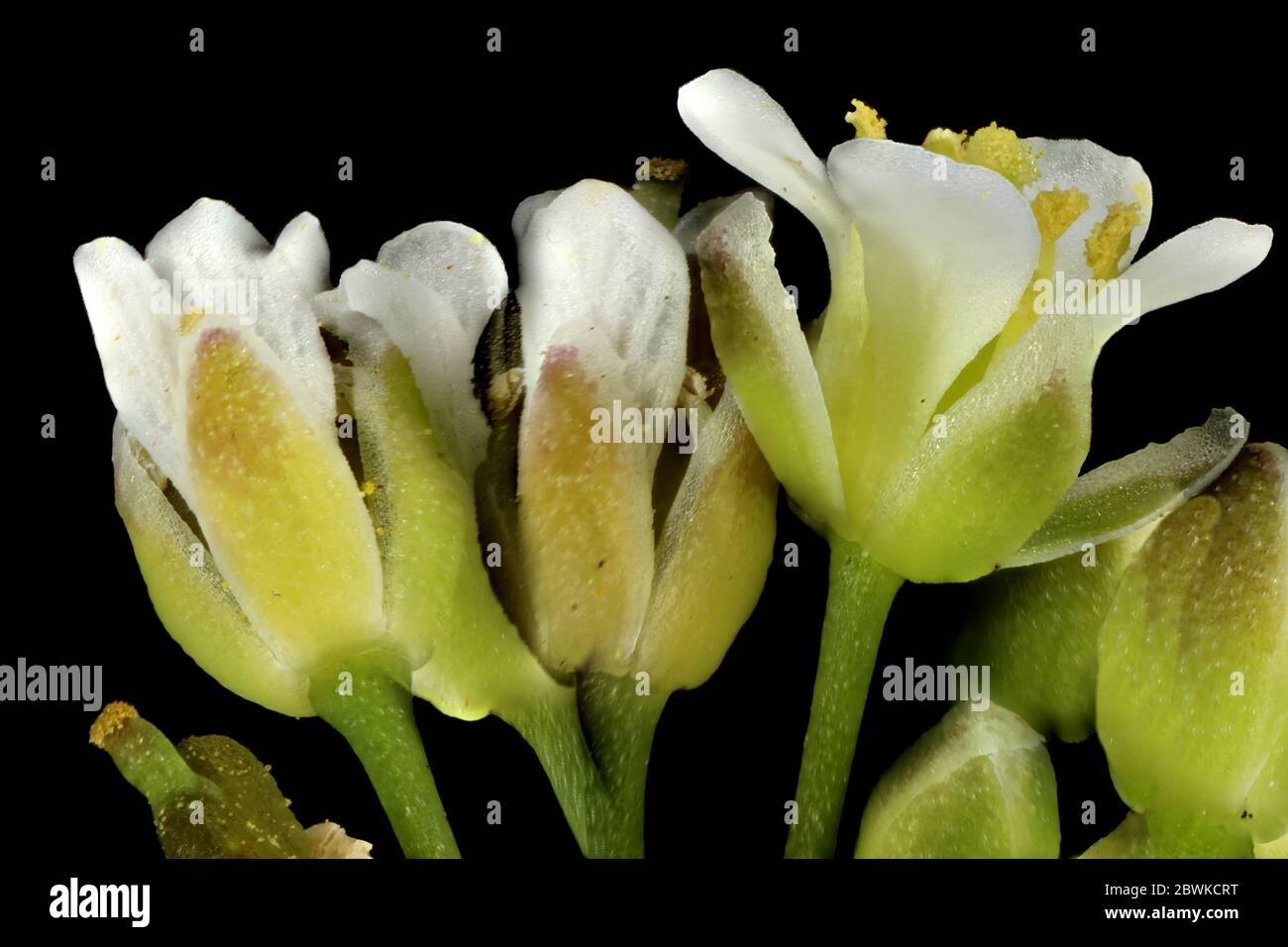 Shepherd's Purse (Capsella bursa-pastoris). Flowers Closeup Stock Photo