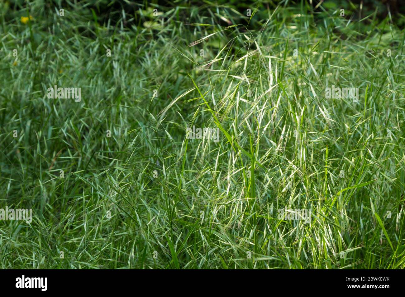 Barren brome Bromus sterilis lit by sun in grassland, Hungary Stock Photo