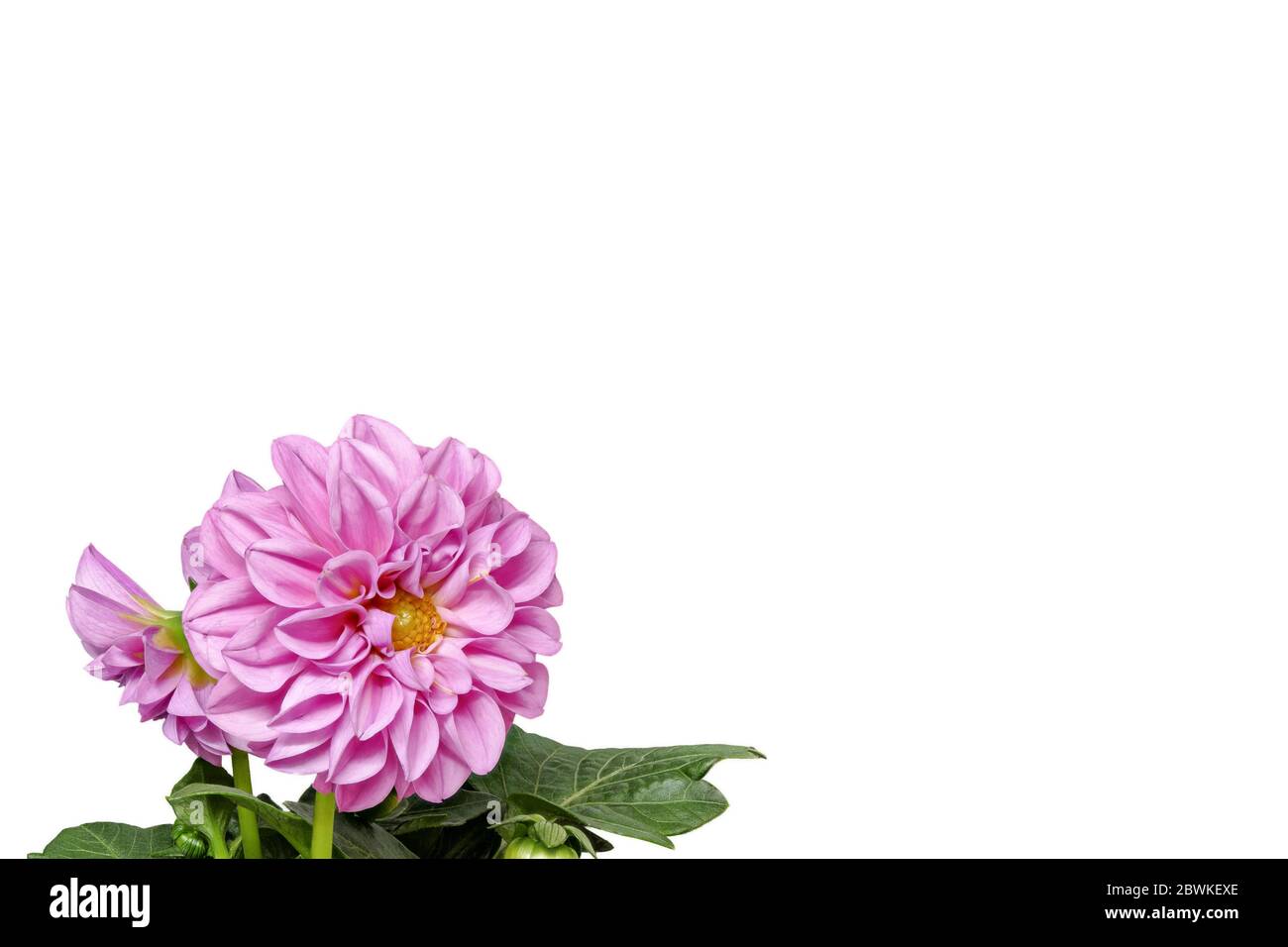 Dahlia from the front on a  white background - bigt - isolated as a background Stock Photo