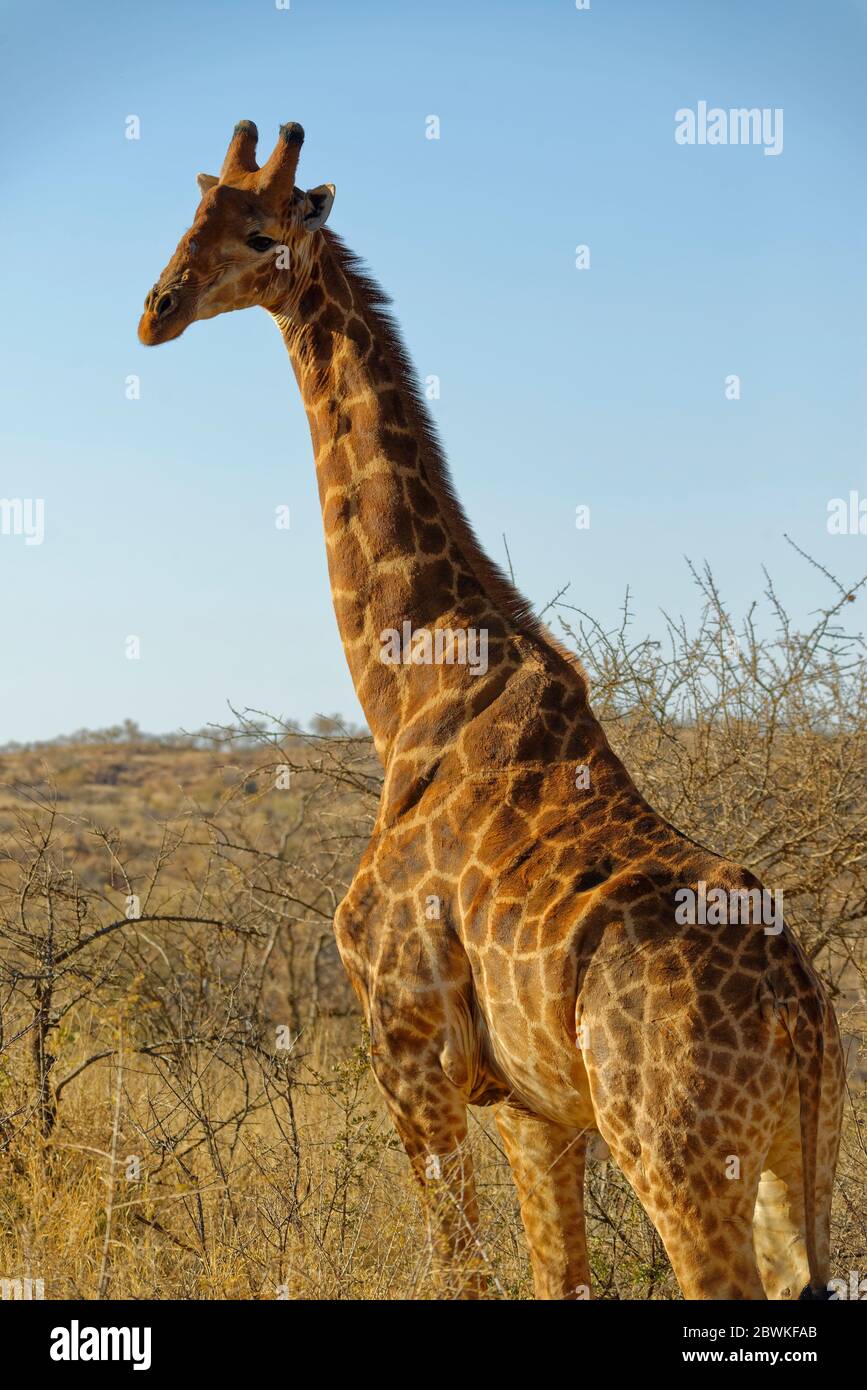 A giraffe looking to its left at the Photographer on a Game Reserve in South Africa in the early evening sun of the Dry Season. Stock Photo